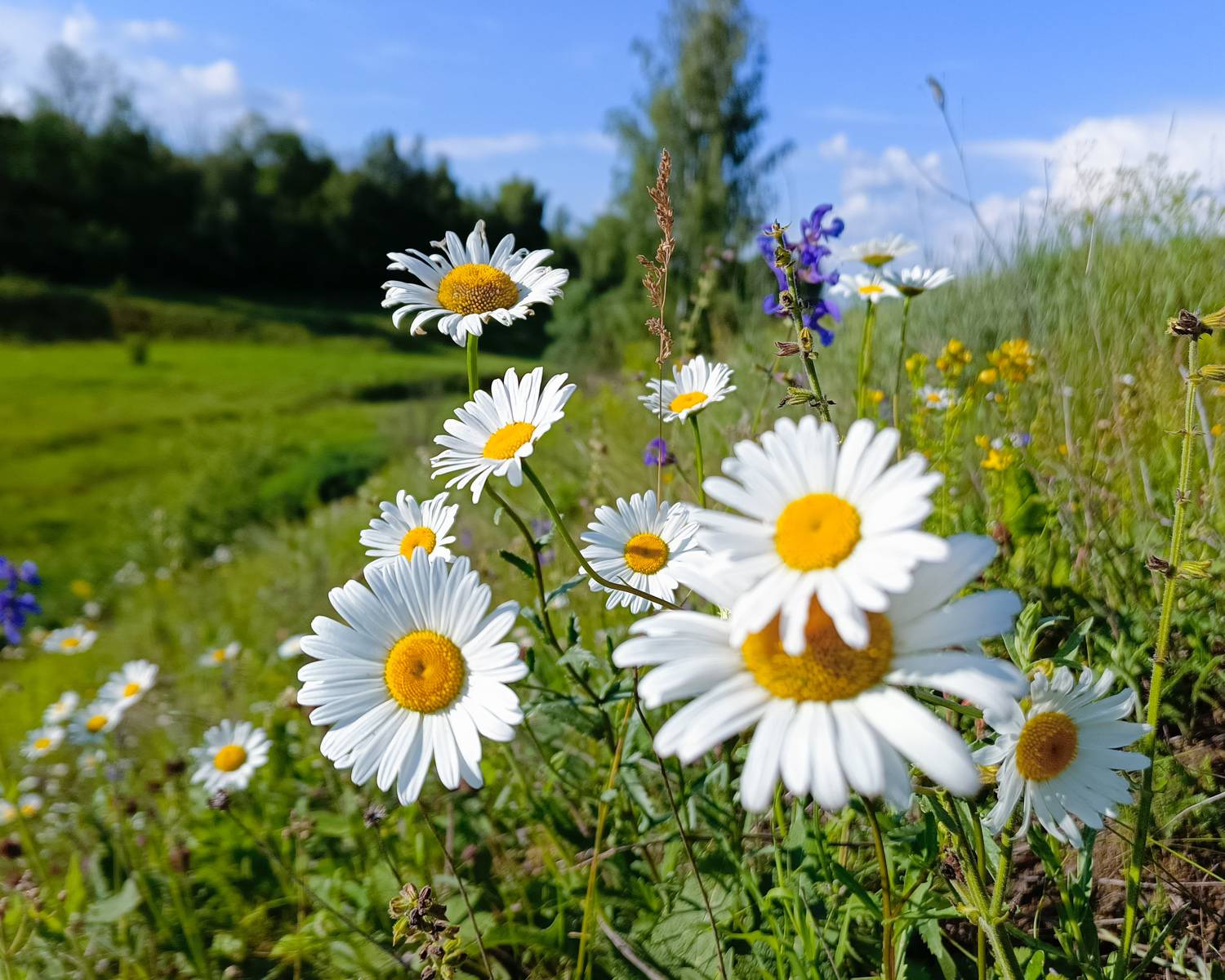 , Кондрашова Светлана