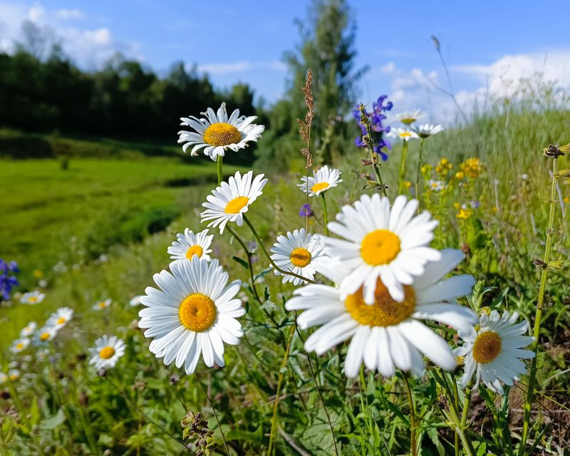 фото превью