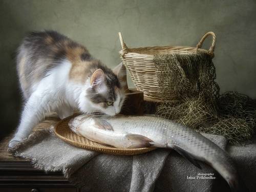 Натюрморт с жерехом и кошкой