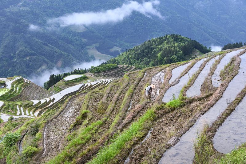 На рисовых полях фото превью