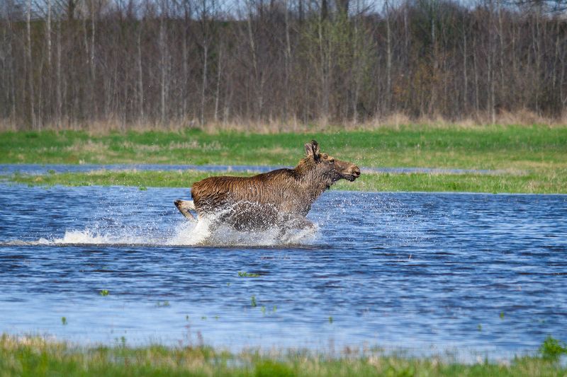 #лось #moose В брод фото превью
