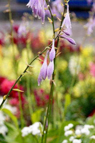 после дождя