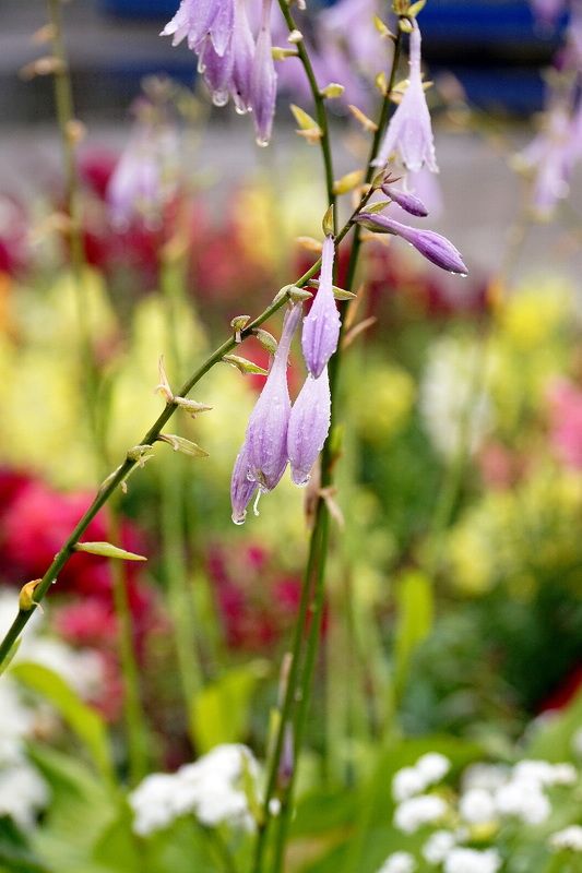 лето, цветы, дождь  после дождя фото превью