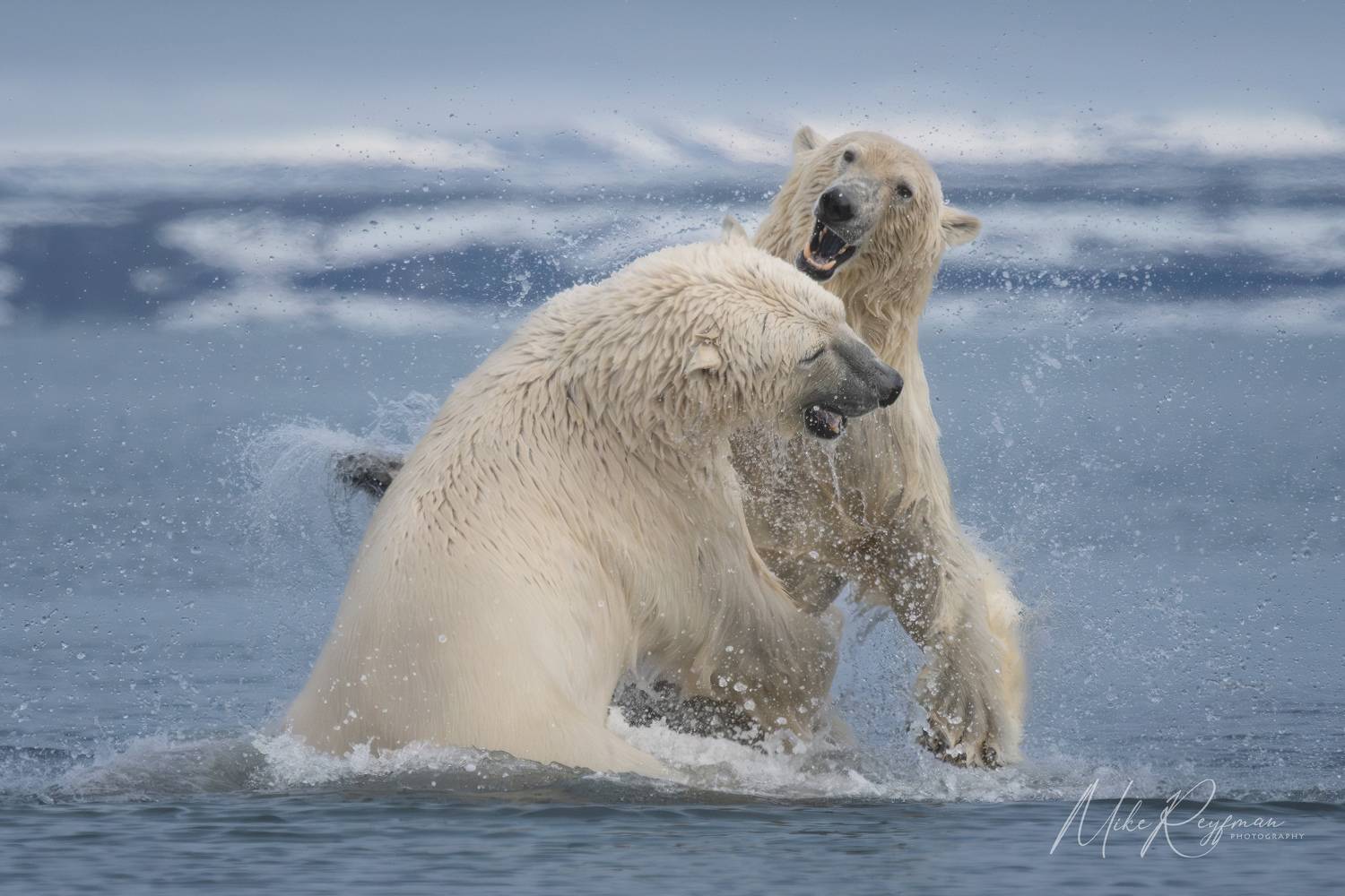 , Майк Рейфман