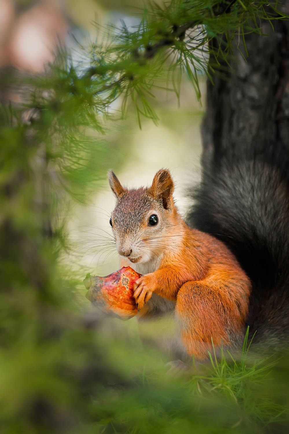 wild, animal, squirrel, tree, wildlife, forest, brown, tail, nature, green, Корнеев Алексей