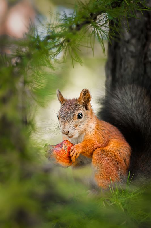 Белка на дереве фото превью
