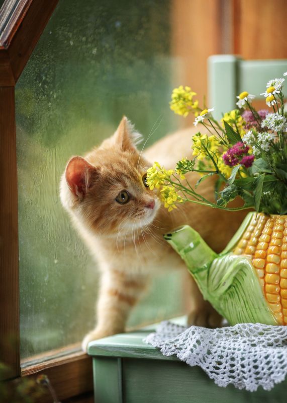 ,любопытство, котенок, лето, букет,летние истории, беларусь,ирина горюкина Июльское фото превью