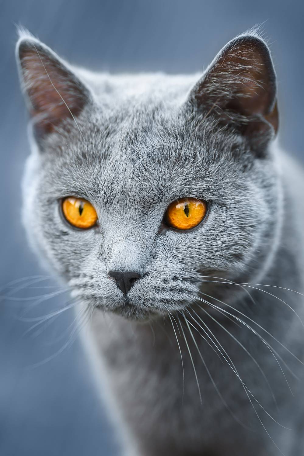 , Корнеев Алексей