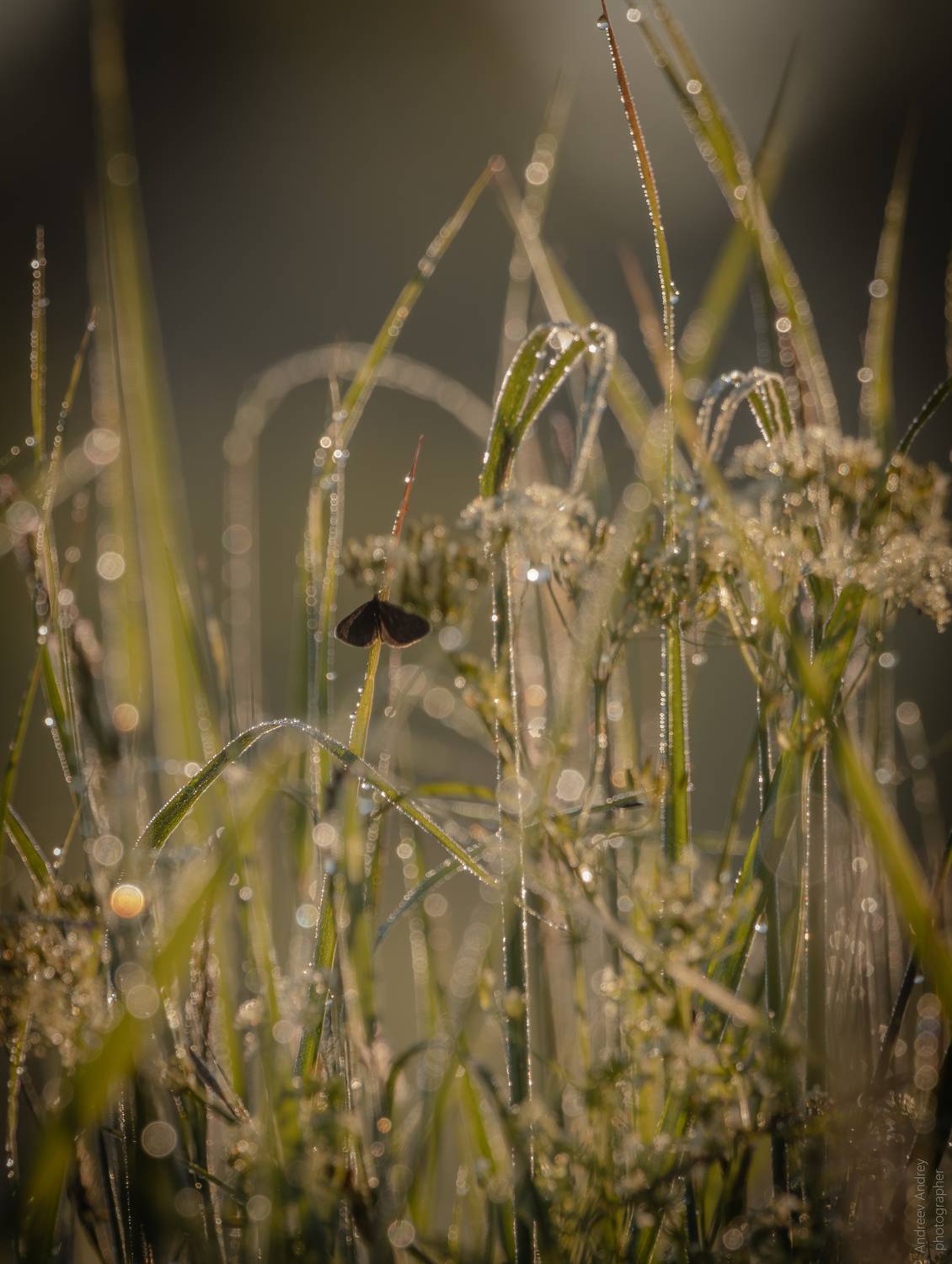 , Андреев Андрей