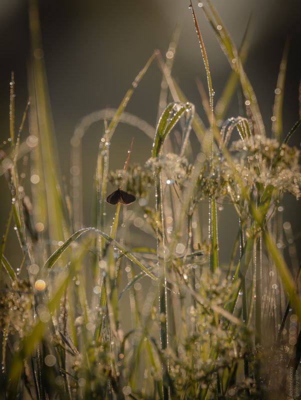 *** фото превью