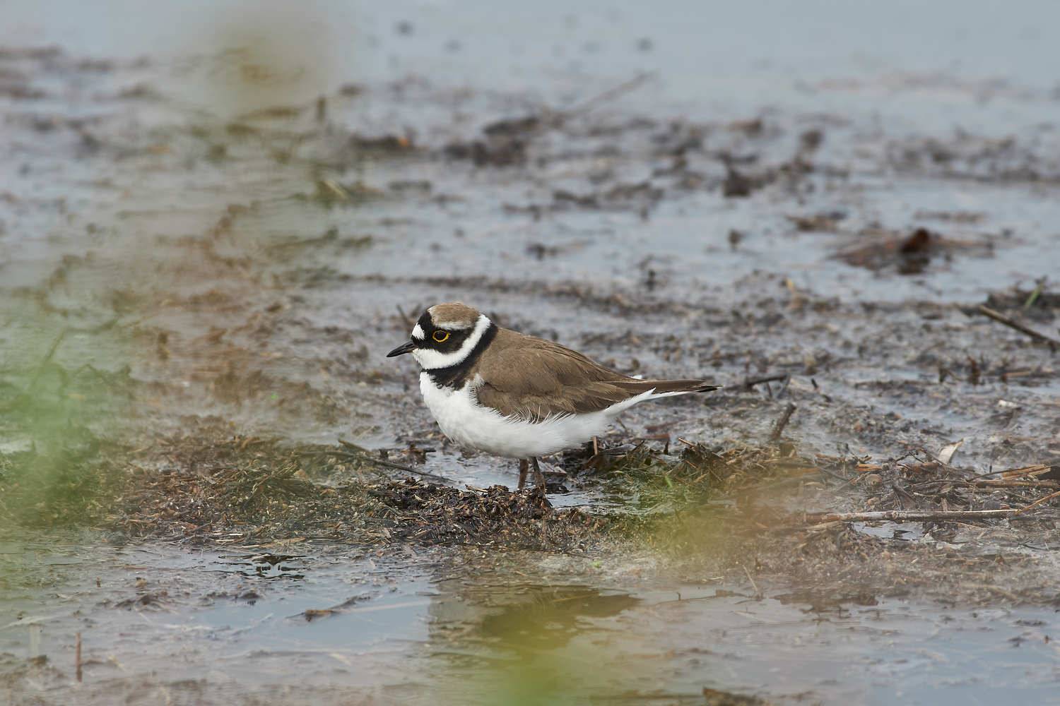 bird, birdswatching, volgograd, russia, , Павел Сторчилов