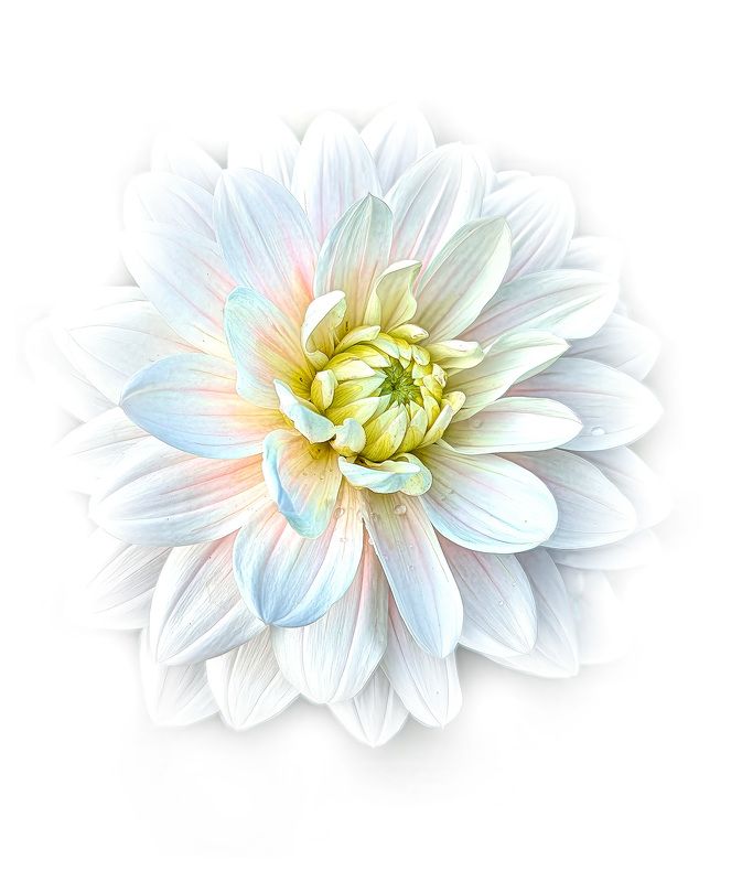 Георгин фото превью