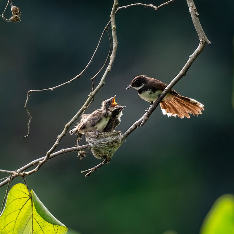 Malaysian Fantail фото превью