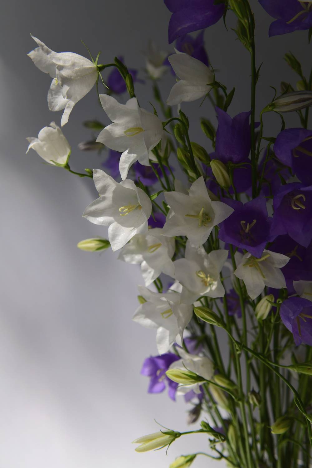 , Божена Пучко