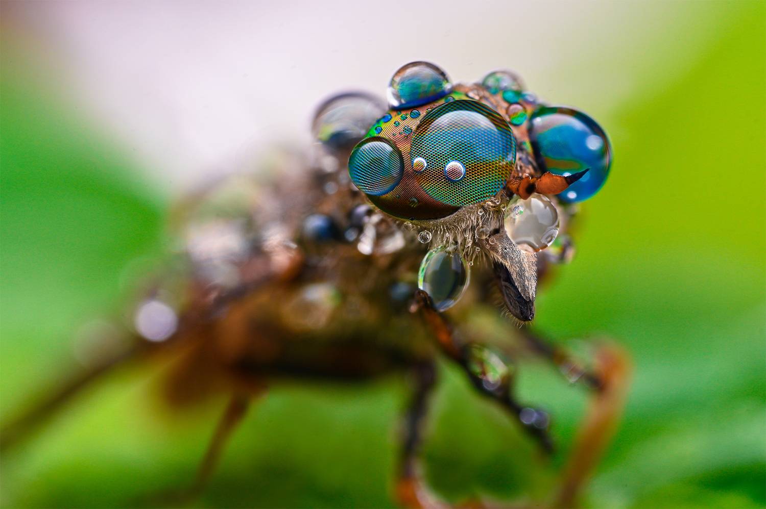 ceclii, macro, Цветан Ганев