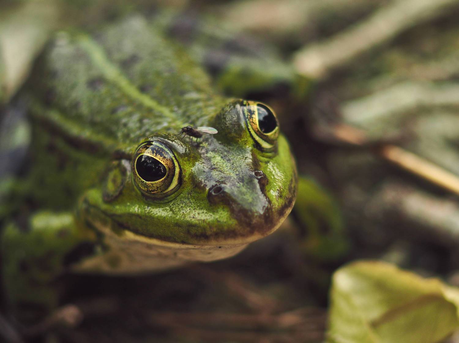 , Ирина Протченко