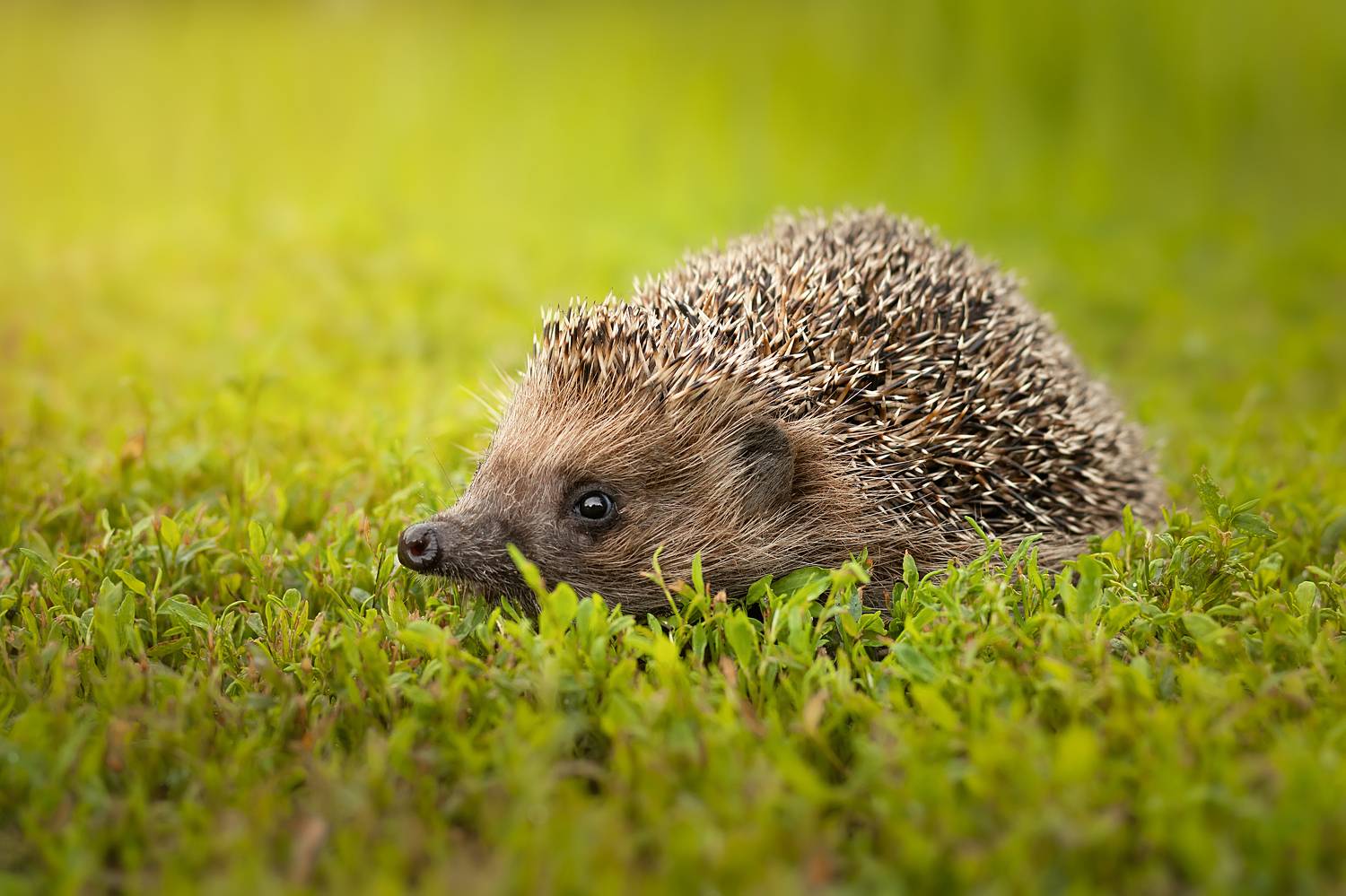 portrait, wild hedgehog, pet, lawn, european hedgehog, hedgehogs, spikes, Корнеев Алексей