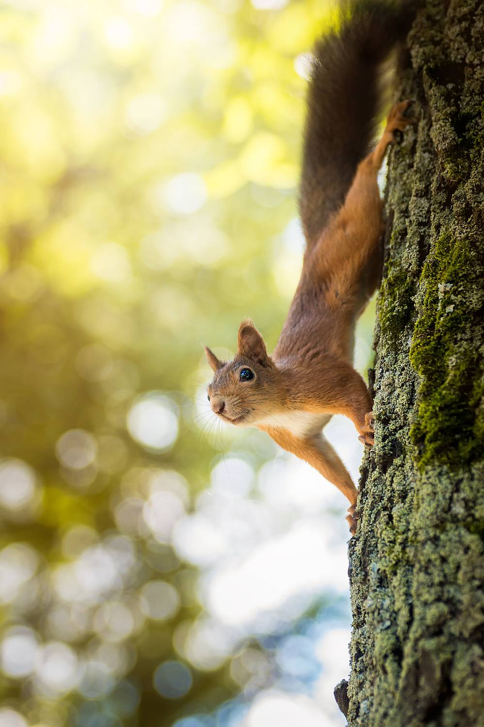 wild, animal, squirrel, tree, wildlife, forest, brown, tail, nature, green, Корнеев Алексей