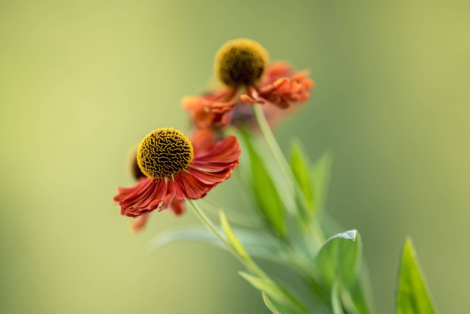 , Рагинская Ольга