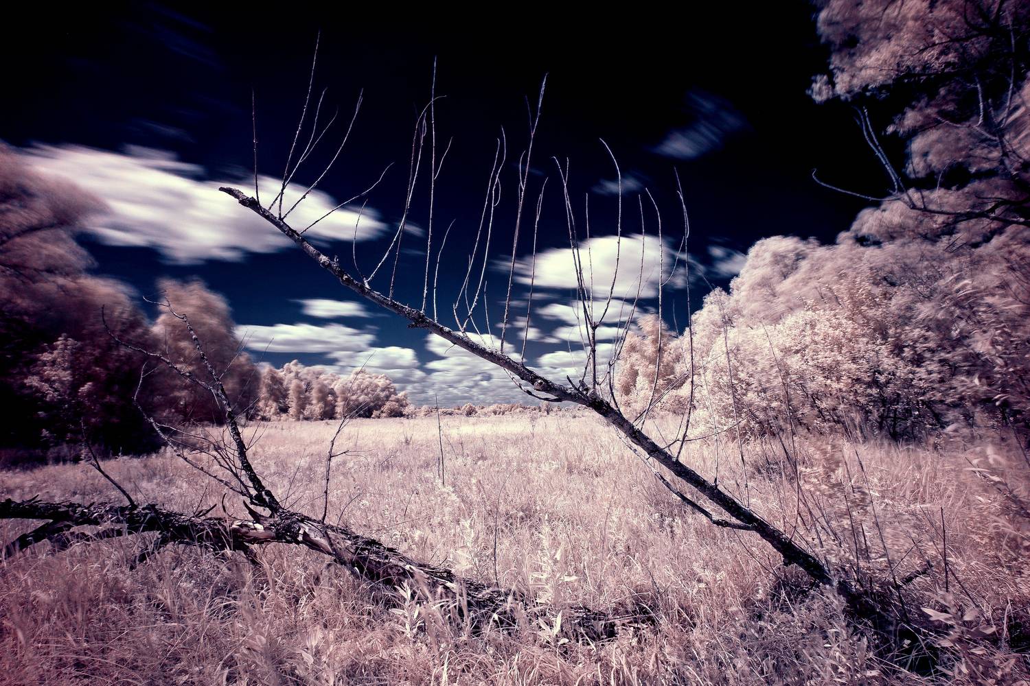 инфракрасное фото, природа, лес, Подосинников Максим