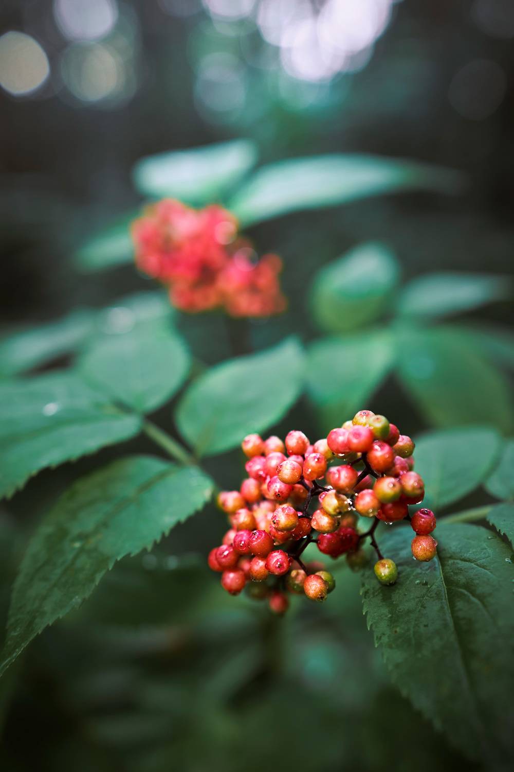 ягоды, Валерий Вождаев