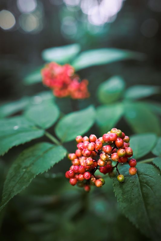 ягоды Лесные ягоды фото превью