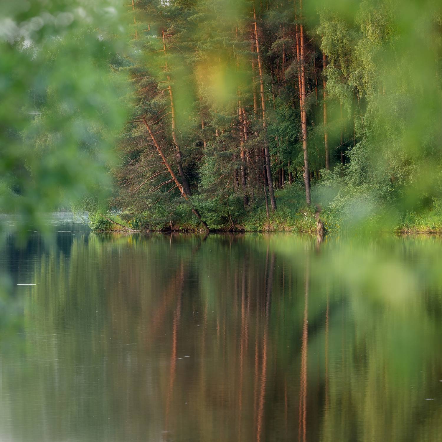 природа, отражение, лето, озеро, Московская область, пейза, Мартыненко Дмитрий