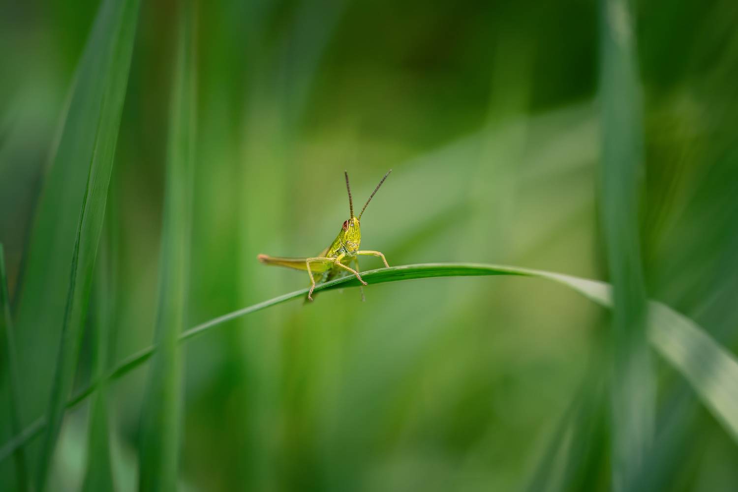 , Рагинская Ольга