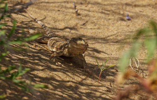 Ушастая Круглоголовка..