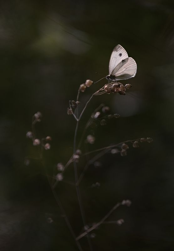 лес, свет, утро, природа, цветок *** фото превью
