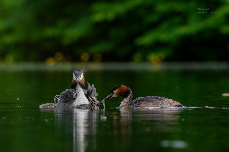 птицы, фотоохота, чомги, большие поганки Семейные хлопоты фото превью