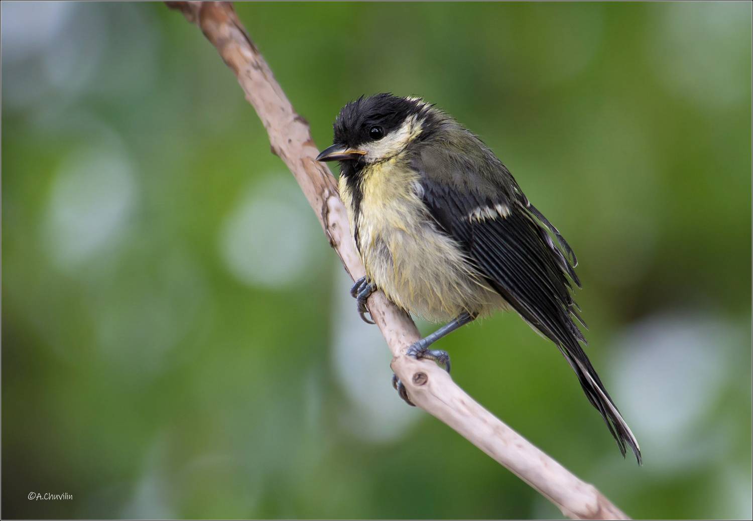 , Александр Чувилин