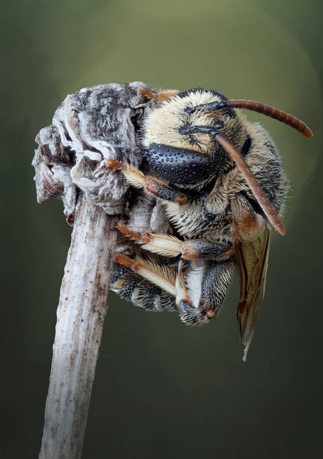 , Андрей Жила