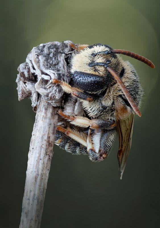 Bee фото превью