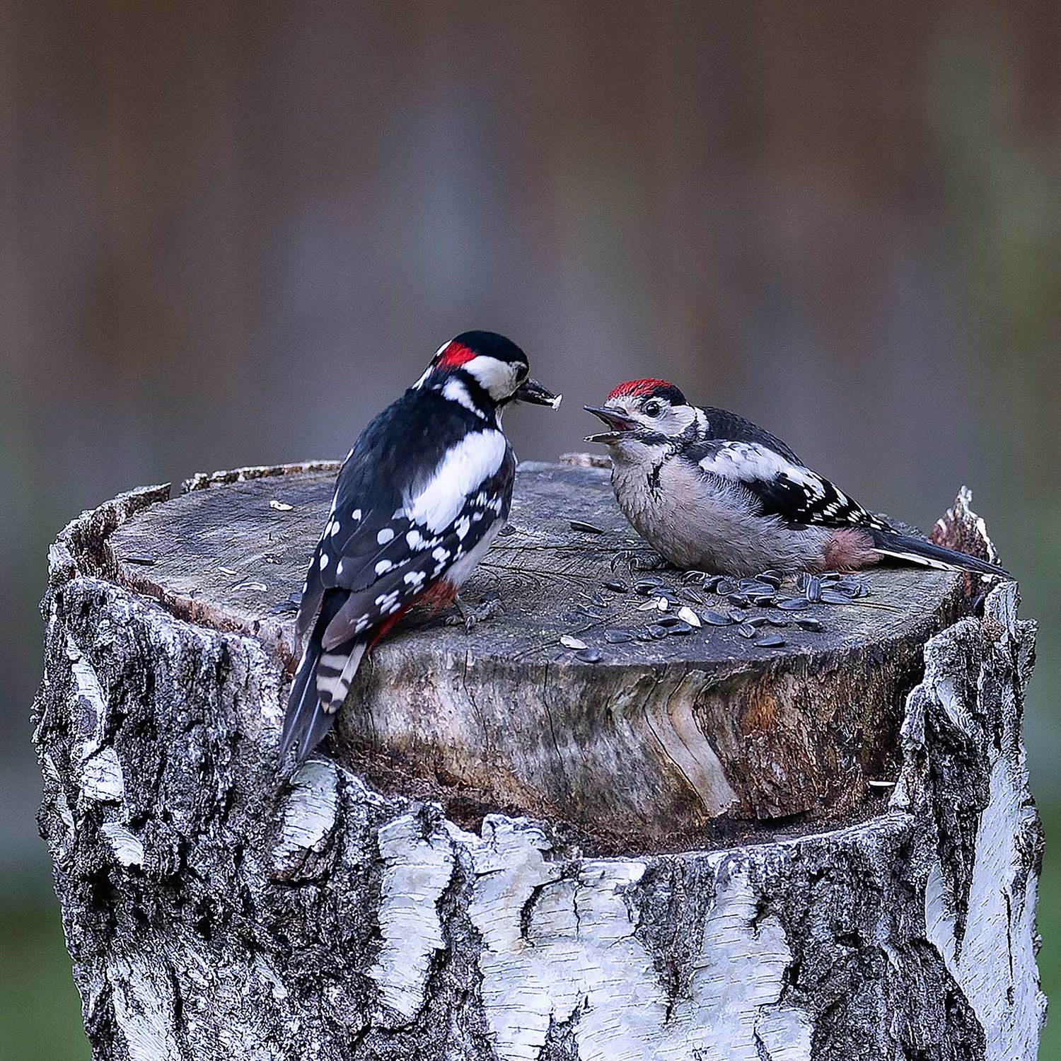 дятел, птенец,  природа, bird,forest, nature, Стукалова Юлия