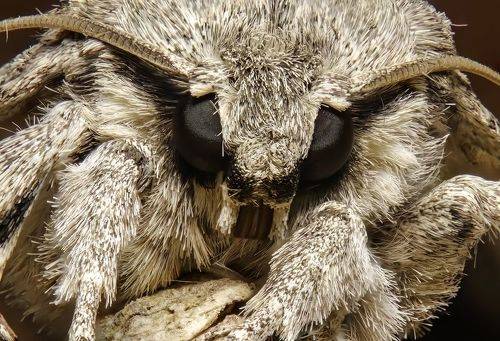 Face to face with night moth