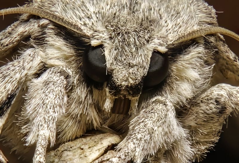 Face to face with night moth фото превью