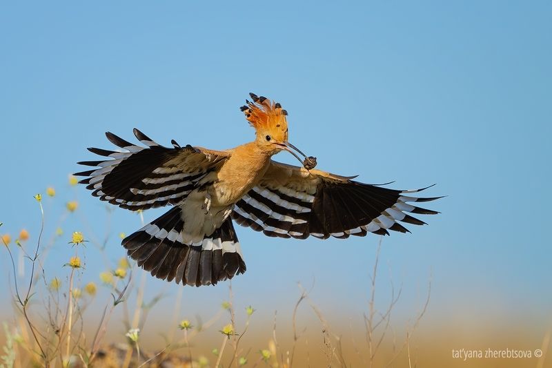 Удод фото превью