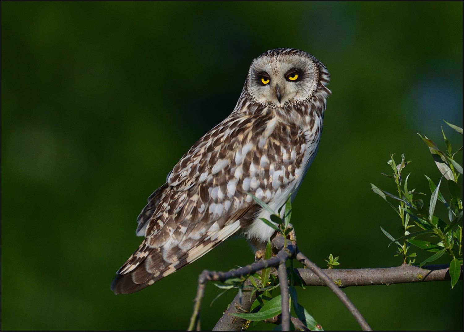 московская область, канстантиново, утро, болотная сова, АНАТОЛИЙ ДОВЫДЕНКО