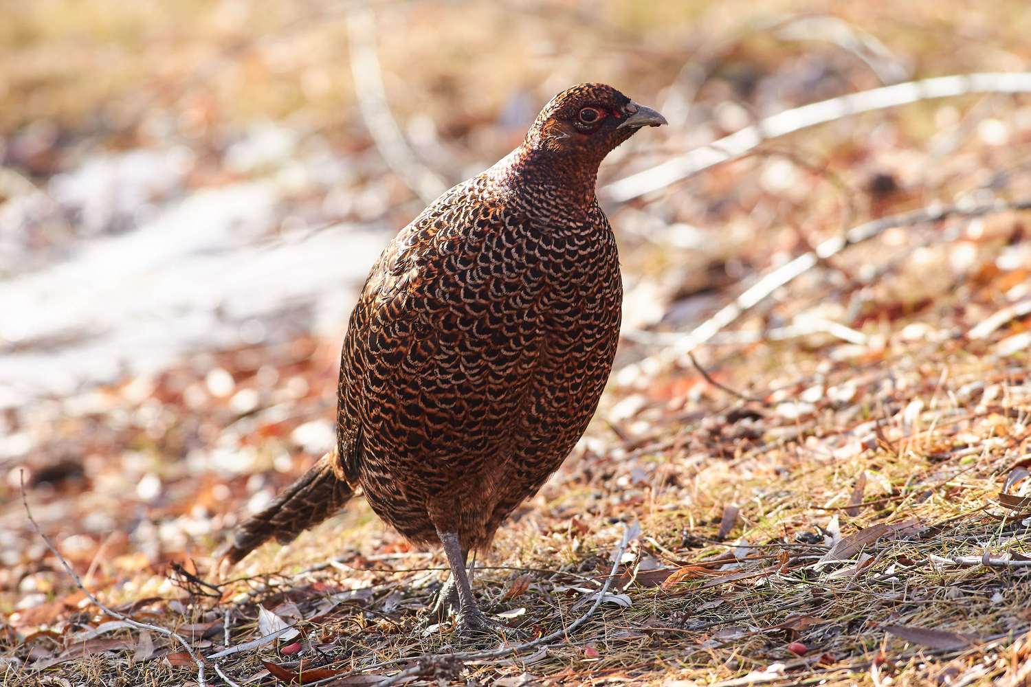 bird, birds, birdswatching, volograd, russia, , Павел Сторчилов