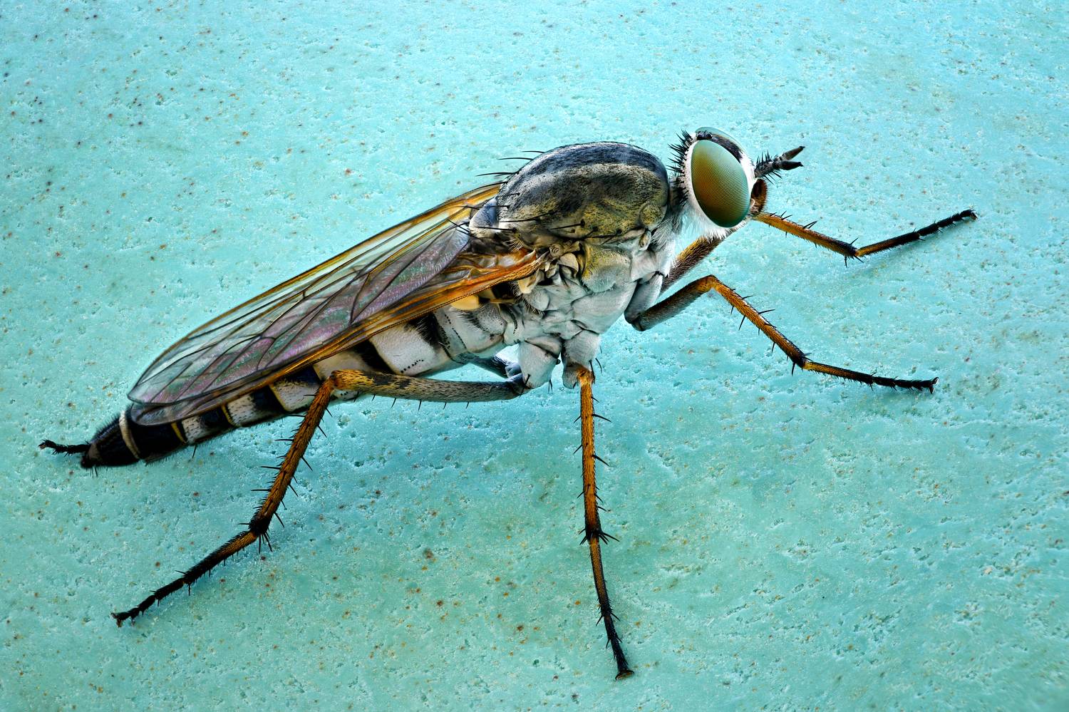 , Антон Финевич