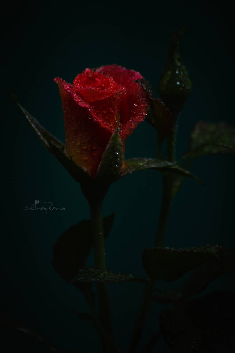 роза цветок флора природа сумерки, Еремеев Дмитрий