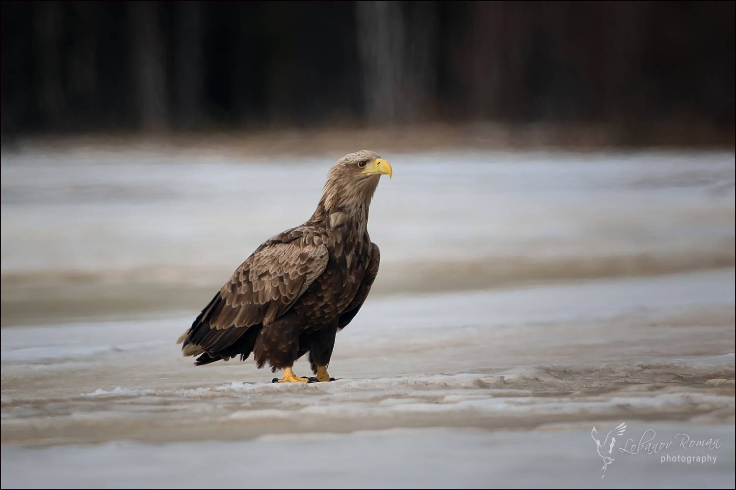 , Лобанов Роман