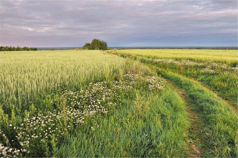 Вечернее поле фото превью