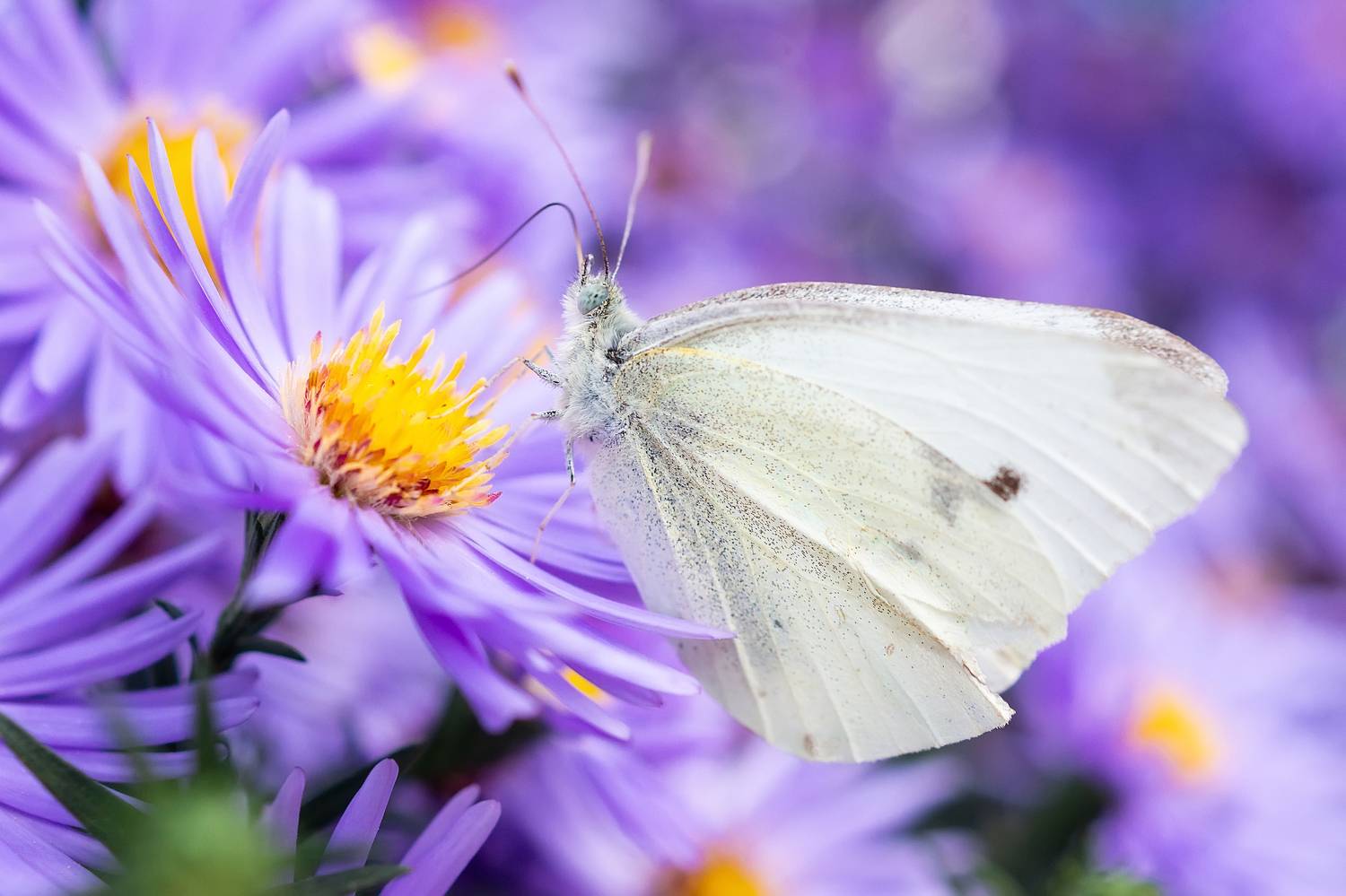 colorful, peacock, butterfly, nature, wildlife, summer, animal, insect, flower, Корнеев Алексей