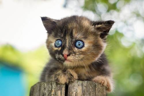 Котёнок на заборе
