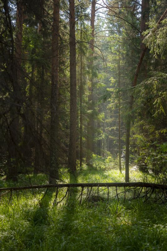 Утро в лесу фото превью