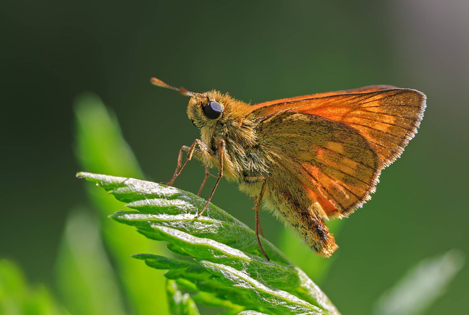 насекомые, бабочка, толстоголовка, лесная, лето, Борис Новиков