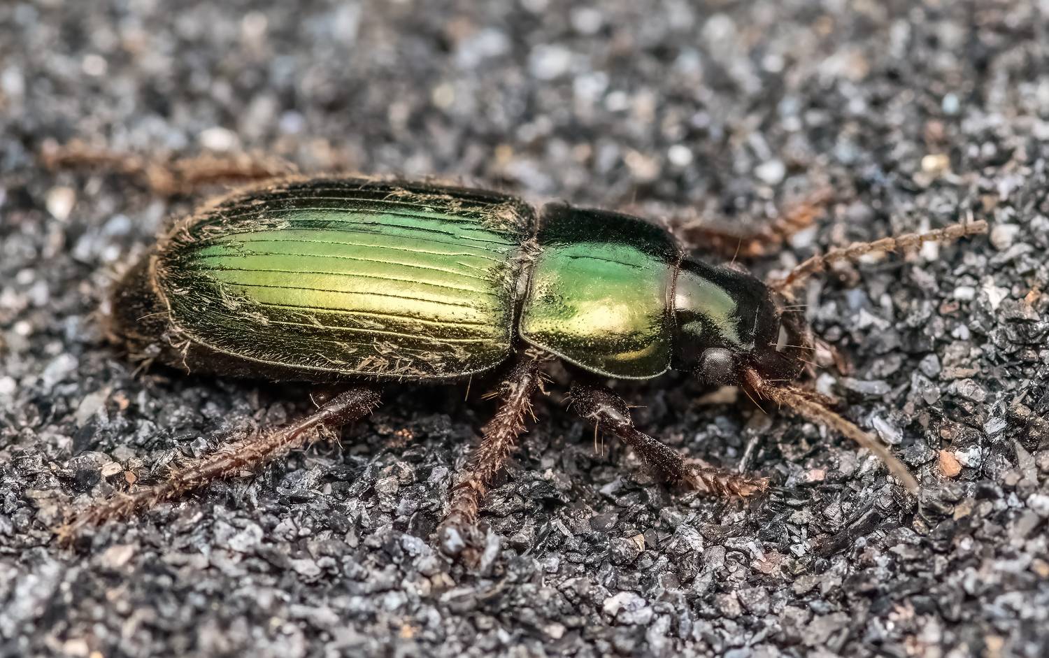 макрофото, макрофотографии, фотомакро, насекомые, макромир, макрофотограф, макроаддикт, макро_мир, naturelovers, naturelover, naturephotography, macrolove, macro_love, biodiversity, macrophotography, macro, macronature, entomology, arthropods, arthropod, ,  Stephane