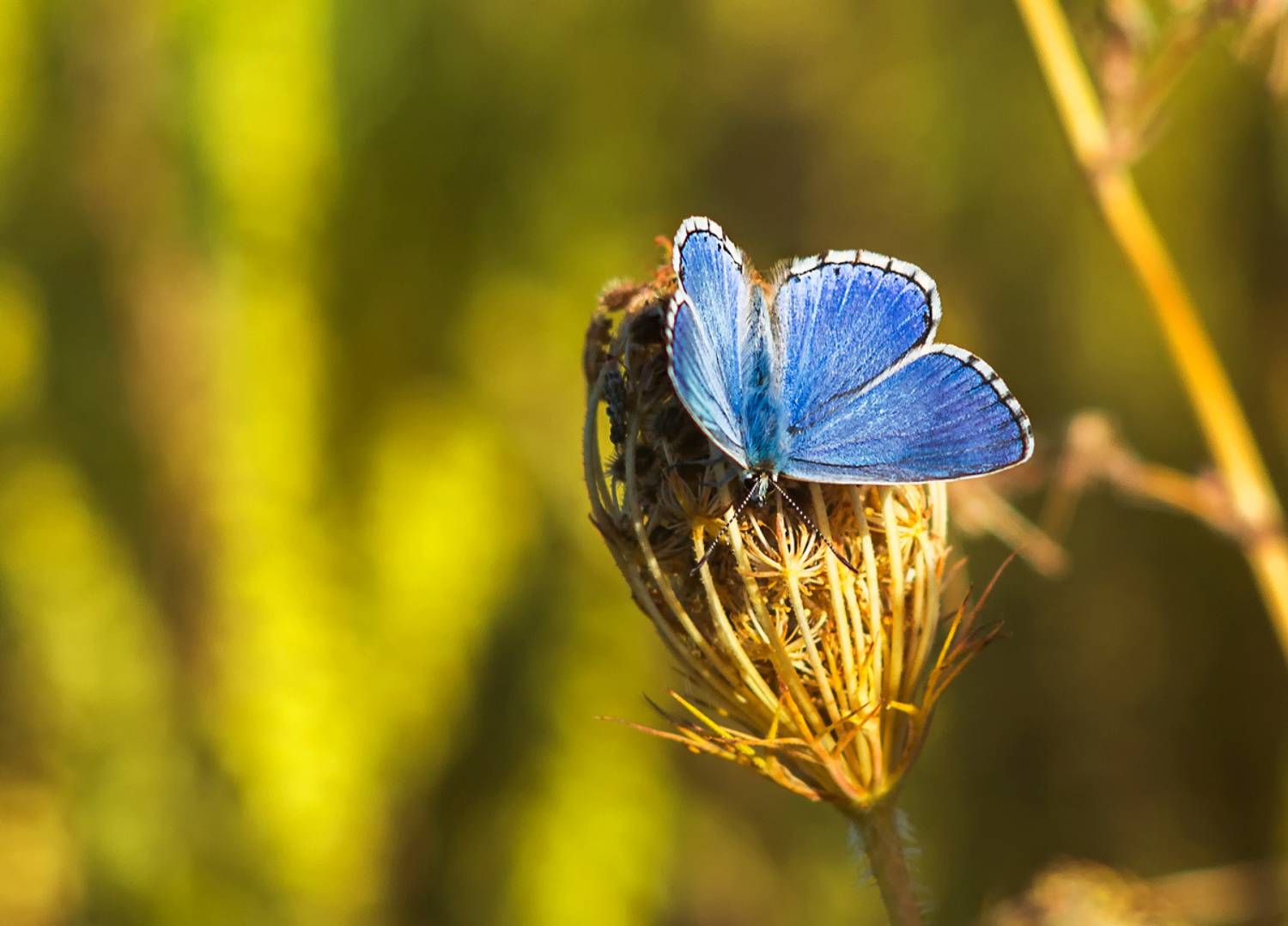 , Сергей Лысенко